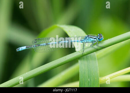 Azure Damselfly, Coenagrion Puella. Männlich. Norfolk Broads, UK. Juni. Stockfoto