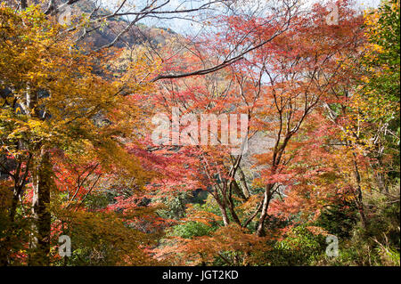 Rot-Ahorn Bäume in Kyoto Japan Stockfoto
