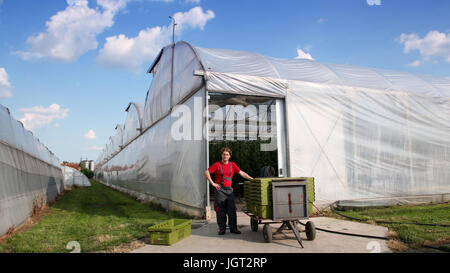 Arbeiter im Arbeitsanzug steht man vor dem Gewächshaus neben Kunststoff-Kisten mit frischen Tomaten. Stockfoto