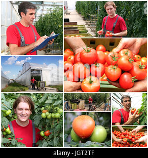 Collage aus Fotos, auf denen Tomaten im Gewächshaus wachsen. Gewächshaus-Arbeitnehmer bei der Arbeit. Stockfoto