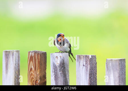 schöne Vogel Scheune schlucken sitzen auf einem alten Holzzaun und singt ein Lied Stockfoto