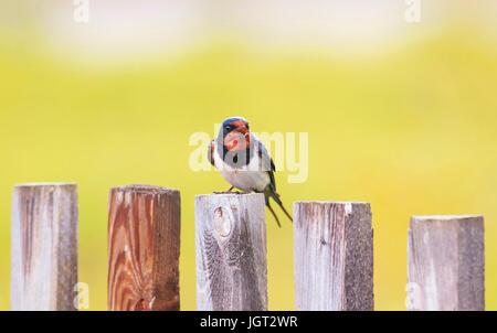 Der kleine Vogel die Rauchschwalbe sitzt auf einem alten hölzernen Zaun an einem sonnigen Sommertag und singt ein Lied Stockfoto