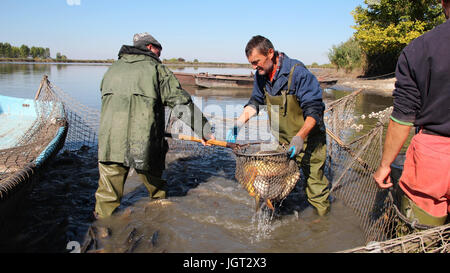 Ein Fischer Messlöffel Fische aus einem Netz. Fischerei-Industrie. Stockfoto