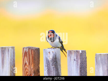 Der kleine Vogel die Rauchschwalbe sitzt auf einem alten hölzernen Zaun an einem sonnigen Sommertag und singt ein Lied Stockfoto