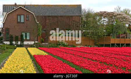 Niederländische Birne Bereich der bunte Tulpen. Rot und gelb Tulpenfeld. Bunt, Frühling Tulpe Bauernhof mit einem Bauernhaus. Stockfoto