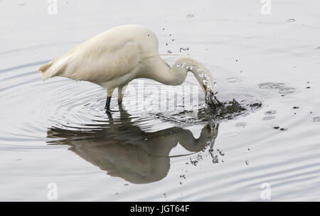 Seidenreiher (Egretta Garzetta) stehen im flachen Wasser mit seinem Schnabel unter Wasser auf der Suche nach Nahrung. Stockfoto