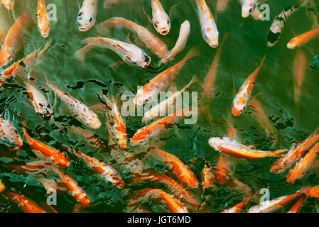 Blick von oben auf die bunten Koi Fische schwimmen im Teich Stockfoto
