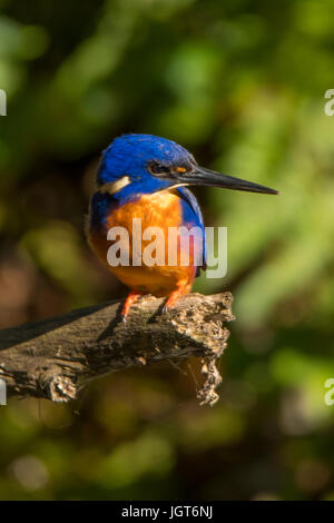 Azure Kingfisher Alcedo Azurea in Toowoomba, Queensland, Australien Stockfoto