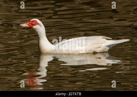 Barbarie-Ente, Cairina Moschata in Toowoomba, Queensland, Australien Stockfoto