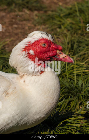 Barbarie-Ente, Cairina Moschata in Toowoomba, Queensland, Australien Stockfoto