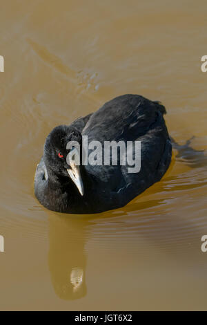 Amerikanisches Blässhuhn, Fulica Americana in Toowoomba, Queensland, Australien Stockfoto