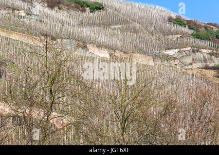 Zeltinger Sonnenuhr in der Weinstadt an der Mosel in Zeltingen Deutschland bezeichnet einen deutschen Weinberg. Stockfoto