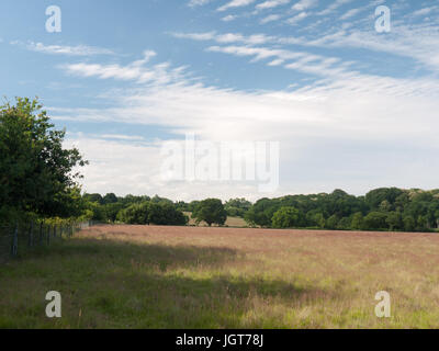 ein Feld-Hof an einem sonnigen Tag leer und ruhig; Suffolk; UK Stockfoto