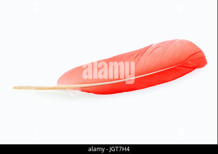 Scarlet Ibis Feder / (Eudocimus Ruber) | Roter Sichler, Feder / (Eudocimus Ruber) / Scharlachsichler Stockfoto