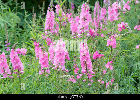 Rosa-Prärie-Malve - Sidalcea Sussex Schönheit Stockfoto