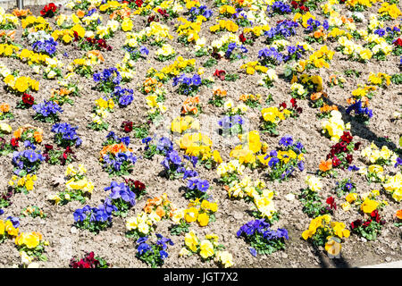 Gemischte Stiefmütterchen im Blumenbeet Stockfoto