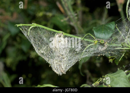 Spindel Hermelin Moth Raupen Stockfoto