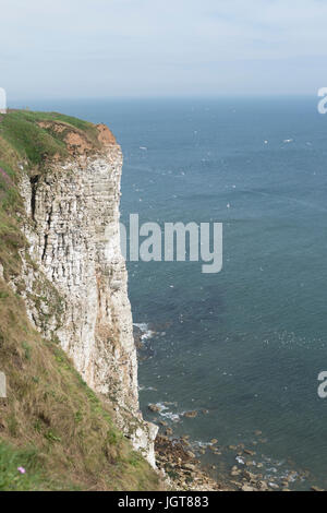 RSPB Naturschutzgebiet in Bempton Cliffs, Ost Riding of Yorkshire, Vereinigtes Königreich. Stockfoto