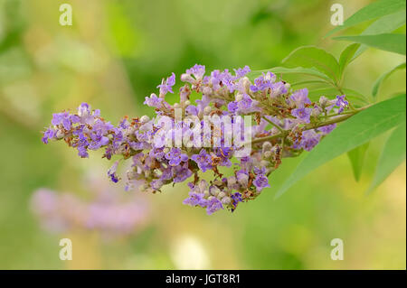 Mittelmeer-Mönchspfeffer / (Vitex Agnus-Castus, Agnus Castus Vulgaris, Vitex Verticillata) / Vitex, Chasteberry, des Mönchs Pfeffer Stockfoto