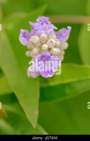 Mittelmeer-Mönchspfeffer / (Vitex Agnus-Castus, Agnus Castus Vulgaris, Vitex Verticillata) / Vitex, Chasteberry, des Mönchs Pfeffer Stockfoto