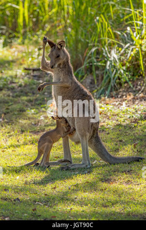 Östliche graue Känguru und Joey in Carnarvon Gorge, Queensland, Australien Stockfoto