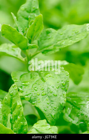 Neuseeland Spinat / (Tetragonia Tetragonioides) Stockfoto