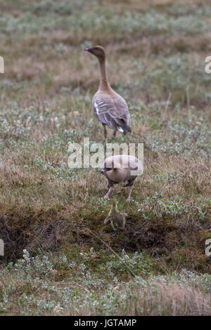 Pink-footed Goose (Anser Brachyrhynchus) Stockfoto