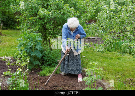 Die alte Frau mit einem Chopper arbeitet in einem Gemüsegarten Stockfoto