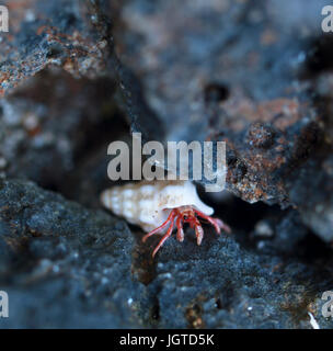 in die Muschel zwischen den Felsen kleine Einsiedlerkrebs Stockfoto