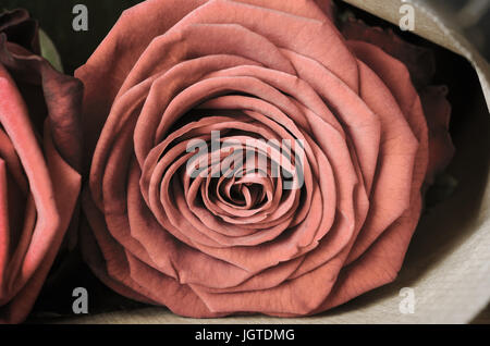 Nahaufnahme (Makro) von einem voll blühten rote rose verpackt in braunem Papier als Teil einer Bouquet.  Die Rose ist auf Augenhöhe, gerichtete Kamera. Vintage eff Stockfoto