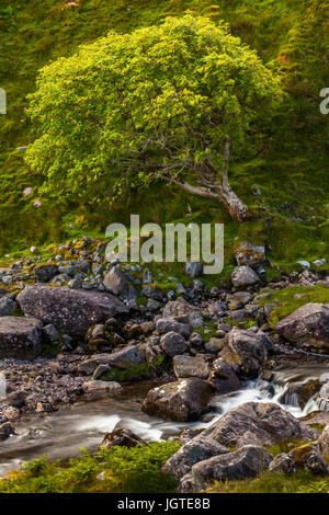 Ein Baum wächst auf einem Hügel neben einem rauschenden Bach in den Macgillycuddy stinkt Bergkette in Irland. Stockfoto