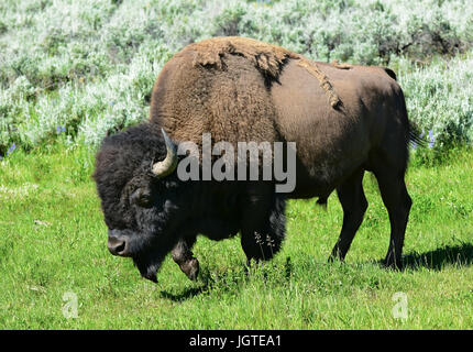 Bison in das Lamar Valley des Yellowstone-Nationalparks. Eine geschätzte 5.500 in Yellowstone, der einzige Ort in den unteren 48 müssen ständig frei-ra Stockfoto