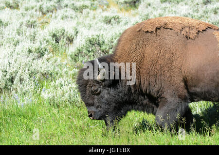 Bison in das Lamar Valley des Yellowstone-Nationalparks. Eine geschätzte 5.500 in Yellowstone, der einzige Ort in den unteren 48 müssen ständig frei-ra Stockfoto