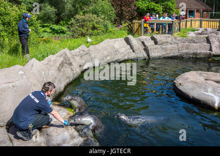 Tierpflegerin, die Fütterung der Fische, Seehunde vor Besuchern bei der schottischen Sea Life Sanctuary in der Nähe von Oban, Argyll and Bute, Scotland, UK Stockfoto