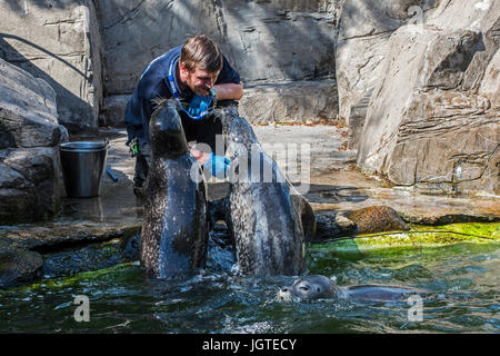 Tierpflegerin, die Fütterung der Fische, Seehunde an der schottischen Sea Life Sanctuary in der Nähe von Oban, Argyll and Bute, Scotland, UK Stockfoto