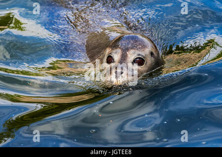 Gemeinsamen versiegeln / Dichtung Hafen / Hafen Dichtung (Phoca Vitulina) juvenile schwimmen, Nahaufnahme portrait Stockfoto