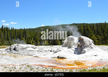 Grotto Geysir ist ein Brunnen - Typ Geysir im Upper Geyser Basin im Yellowstone National Park. Die seltsame Form kommt von Sinter sammeln o Stockfoto