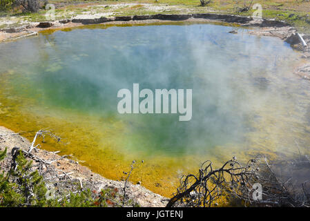 Leder Pool auf dem Fountain Paint Pot Trail im unteren Geyser Basin im Yellowstone National Park. Der Pool hat seinen Namen von der dicke braune Bakter Stockfoto