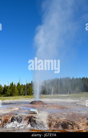 Rosa Kegel Geysir ist ein Kegel-Typ Geysir im unteren Geysir Becken der Yellowstone Nationalpark. Der Geysir Sinter Kegel ist ein Shell-rosa, verursacht durch die Stockfoto