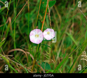 Ein paar Blumen von Acker-winde, Convolvulus arvensis. Stockfoto