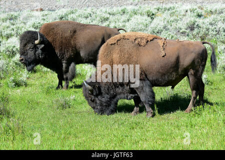 Bison in das Lamar Valley des Yellowstone-Nationalparks. Eine geschätzte 5.500 in Yellowstone, der einzige Ort in den unteren 48 müssen ständig frei-ra Stockfoto