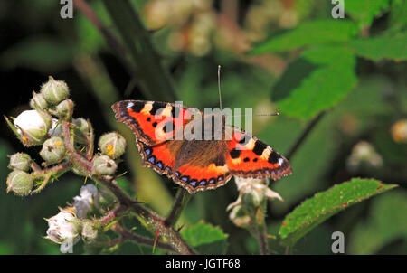 Ein kleiner Fuchs Schmetterling, Nymphalis urticae, Fütterung am Dornbusch. Stockfoto