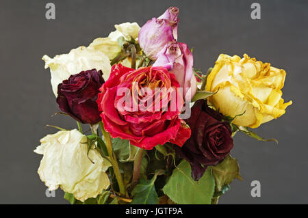 ein Bouquet von alten getrocknet verwelkten Rosen mit einem grauen Hintergrund Stockfoto