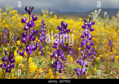 Lupine Wildblumen mit anderen gelben Blüten im Hintergrund während der California spring superbloom Stockfoto