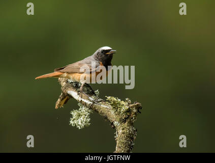 Gartenrotschwänze auf Flechten bedeckt Branch Stockfoto