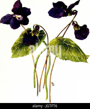 "The Violet Book" (1913) Stockfoto