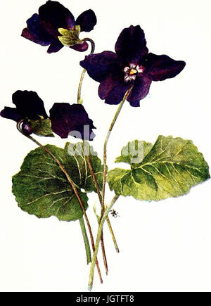 "The Violet Book" (1913) Stockfoto