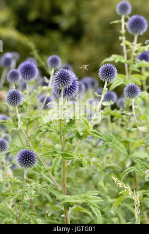 Echinops Bannaticus 'Taplow Blue'. Globe Distel Blume Stockfoto