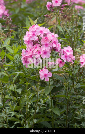 Phlox paniculata 'Glamis 'Blumen Stockfoto