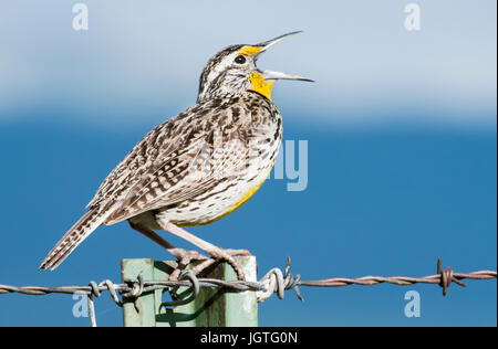 Meadowlark, Frühlingslied, Zucht Territorium, Montana Stockfoto